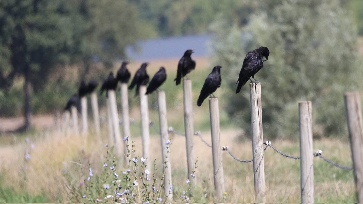 IsaVerbist's tweet photo. A row of #carrion_crow 😉
#corvus_corone
#BirdsSeenIn2025 #birdphotography #ThePhotoHour #NaturePhotography #birdtonic #TwitterNatureCommunity #birdwatching #naturelovers #birdlovers #channel169 #BirdsofX #birds #BirdsOfTwitter #Belgium #corvuscorone 
#carrioncrow #Crow https://t.co/cZ8IOKoyrn