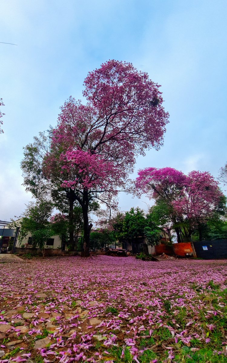 derlis278302's tweet photo. Lapacho Rosado o tajy hú #lapacho #Paraguay https://t.co/C3LCawq2aW