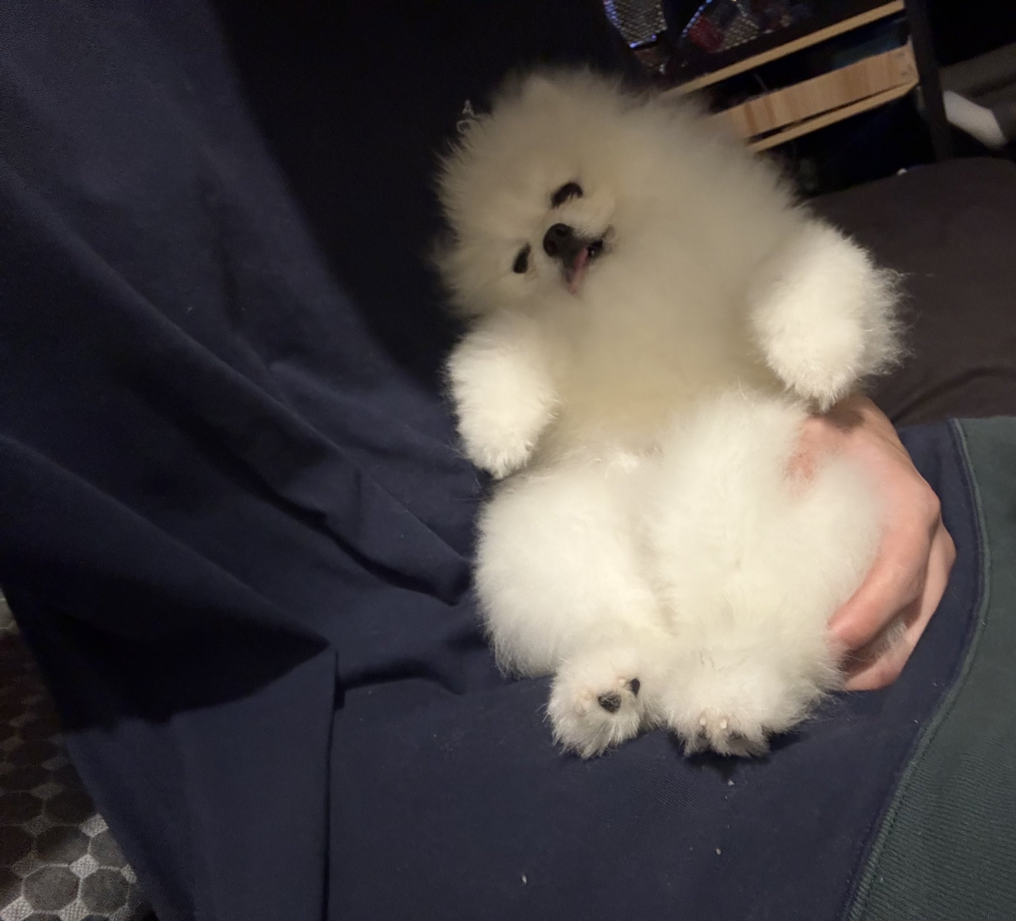 とろろ犬　エメラルド sddefault.jpg