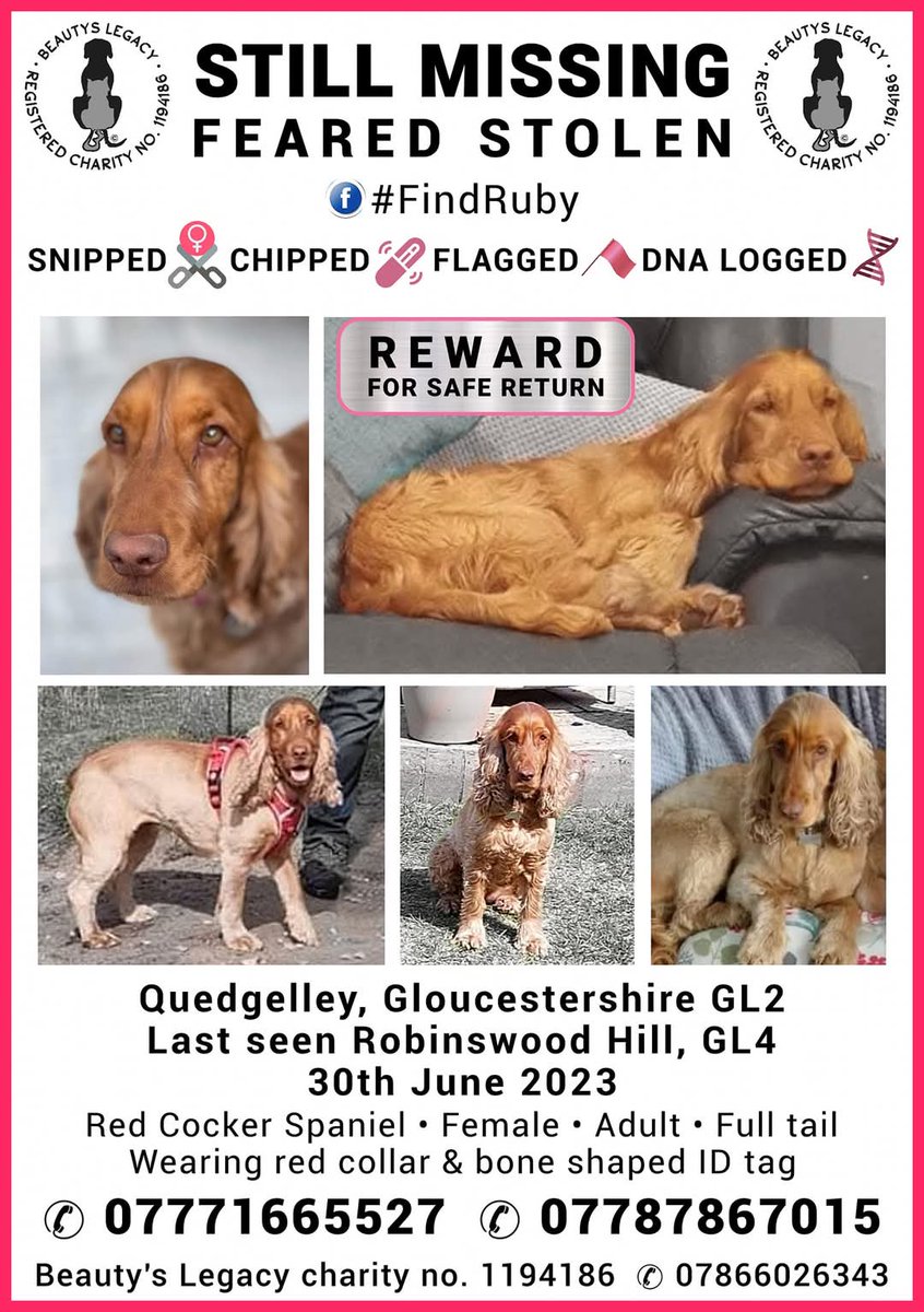 MillieOTLFP's tweet photo. Have you seen Ruby??
Missing from #RobinswoodHill #Quedgeley #Gloucester #Gloucestershire UK
Could be anywhere now
Where is she?
#stolendoghour #FindRuby
She's a 5yr old Cocker Spaniel
Lost: Golden/red Cocker Spaniel Female #ruby https://t.co/6uwCSPv1Sz