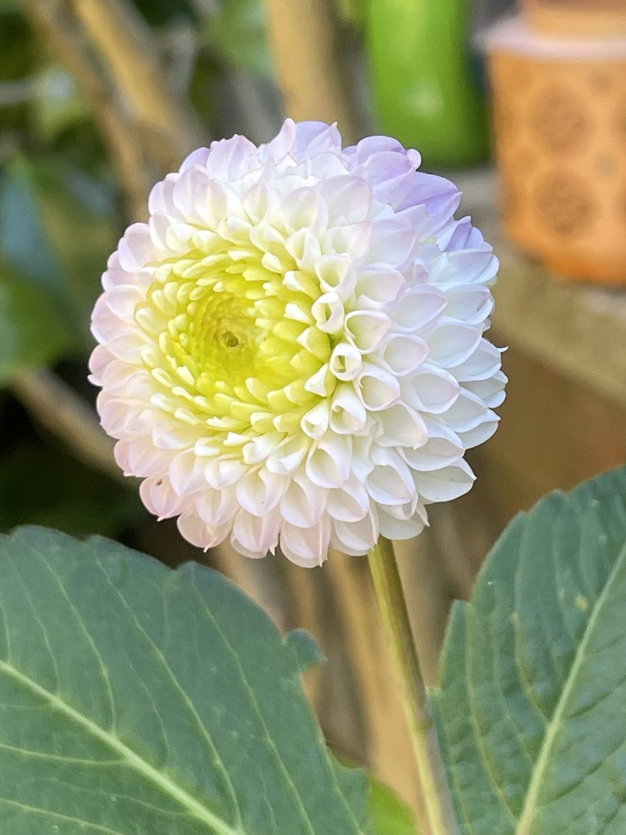 I think this little pompom dahlia is perfect, other than it’s meant to be magenta 🤷‍♀️
%#flower #garden #dahlia #gardening