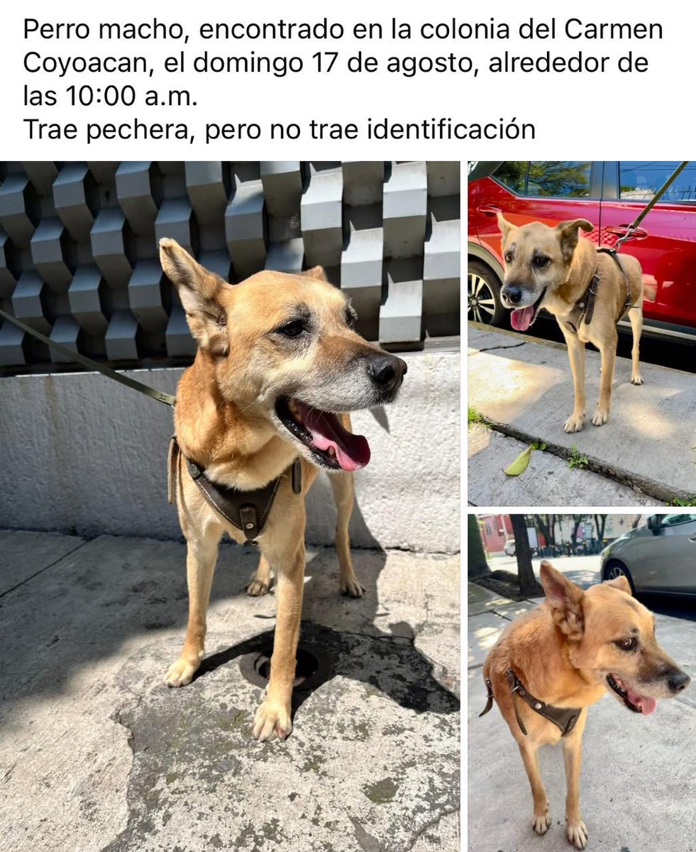 🆘🐶🆘 ⁦<a href="/MascotasSismo/">Mascotas Sismo</a>⁩ ⁦<a href="/MascotaCoyoacan/">Mascotas Coyoacán 🐾</a>⁩ ⁦<a href="/PerdiDogsMx/">PerdiDogsMx</a>⁩ ⁦<a href="/PrrosPerdidosMX/">PerrosPerdidosMx</a>⁩ ⁦<a href="/lawera33/">Perros Encontrados sin su dueño</a>⁩