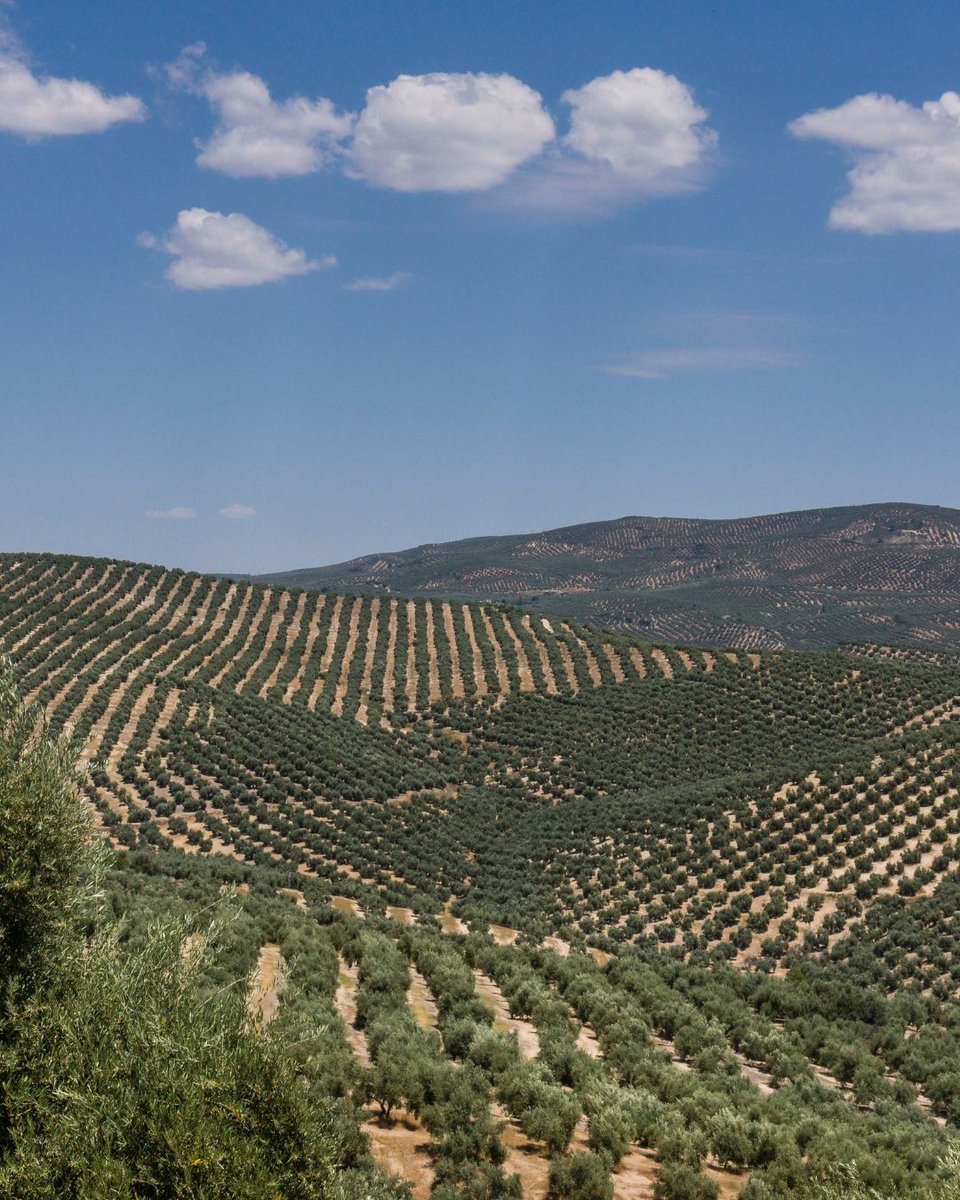 🌿 Agosto es una oportunidad perfecta para reconectar con la naturaleza, recorrer paisajes únicos y vivir la esencia de Jaén a través de su cultura y tradiciones.

¿Alguien más por aquí que esté 'in love' con este paisaje? 💚

#JaénParaísoInterior #Oleoturismo #VisitaJaén