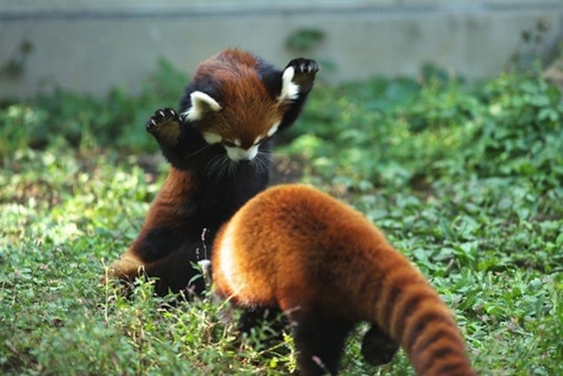 Red Panda Every Hour! (@redpandaeveryhr) on Twitter photo 