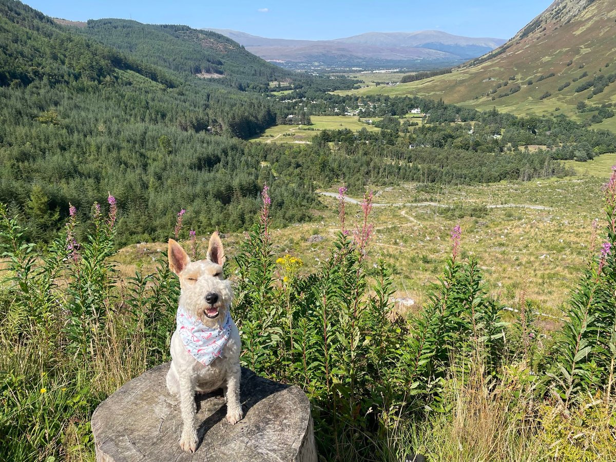 Back to the West Highland Way today, picked 🐾 up the path from Braveheart Car Park towards Kinlochleven for 8 miles and back. Hard going in the heat. 🥵 ☀️