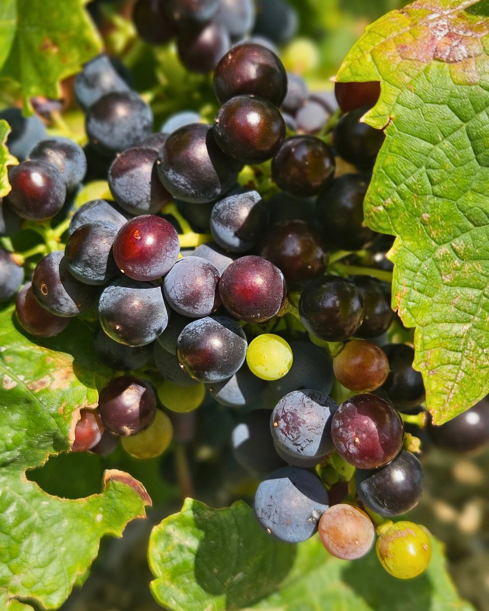 vitipeps's tweet image. De belles #vendanges en prévision !🍇
A great #harvest is on the way!🍇

#Vitipeps #plantdevigne #pepiniereviticole #plantsdevigne #greffesoude #plantfrancais #qualitesanitaire #agriculturefrançaise #madeinfrance #vinfrançais #Vineplant #frenchvineplant #vinenursery