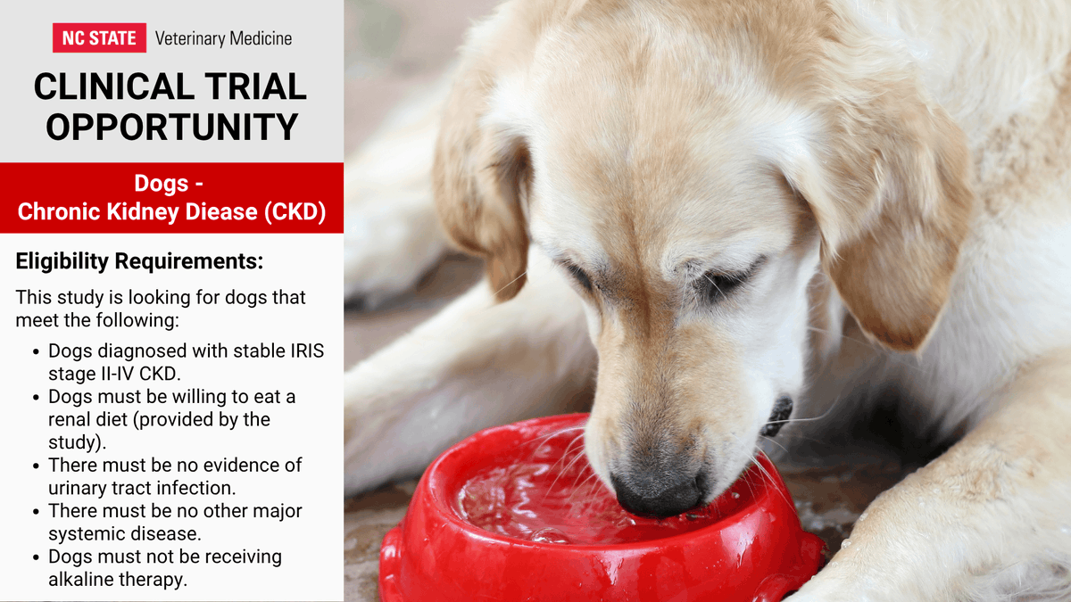 We're looking for participants for these studies. Use links for more info &amp; eligibility reqs. Please share!

Cats -
Chronic Kidney Disease: ncst.at/Eu8z50WEERv

Dogs -
Gallbladder Mucocele: ncst.at/X0W550WEERr
IMHA: ncst.at/RF9F50WEERs
CKD: ncst.at/a4hw50WEERt