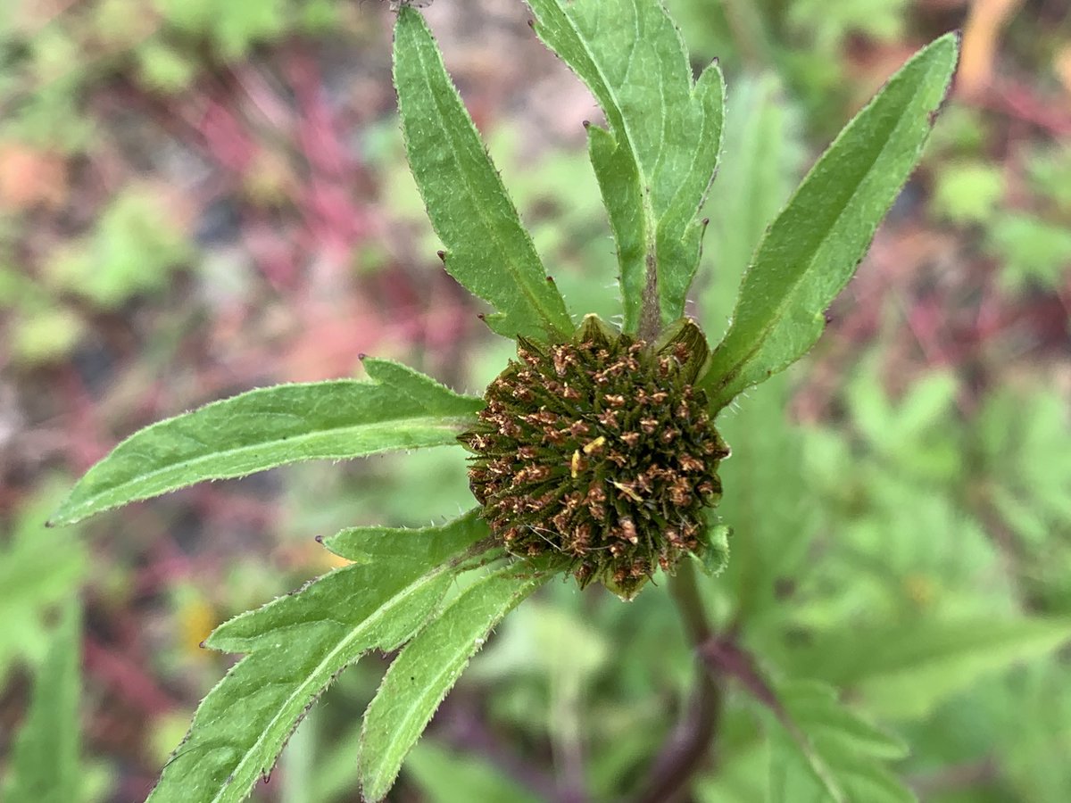 I love it when the #wildflowerhour challenge prompts me to find a plant I’ve never noticed before. Could this be Trifid Bur Marigold (Bidens tripartita)?
On the banks of Damflask Reservoir, Loxley Valley, Sheffield
#DaisyFamily <a href="/wildflower_hour/">wildflowerhour</a> <a href="/BSBIbotany/">BSBI: Botanical Society of Britain & Ireland</a>