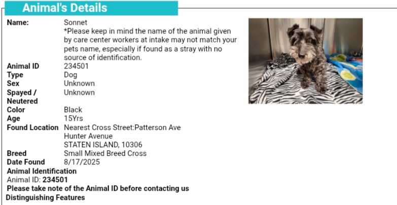 MorgFairsdogs's tweet image. Hey #NewYorkers 
It is not acceptable to throw your elderly dogs out into the sreets! 🤬
Found walking at Hunter Ave/Patterson Ave, #StatenIsland,  NY
Approx 15 yrs old
They are calling him/her Sonnet 234501
If you somehow lost this little one, go get them immediately, he or she