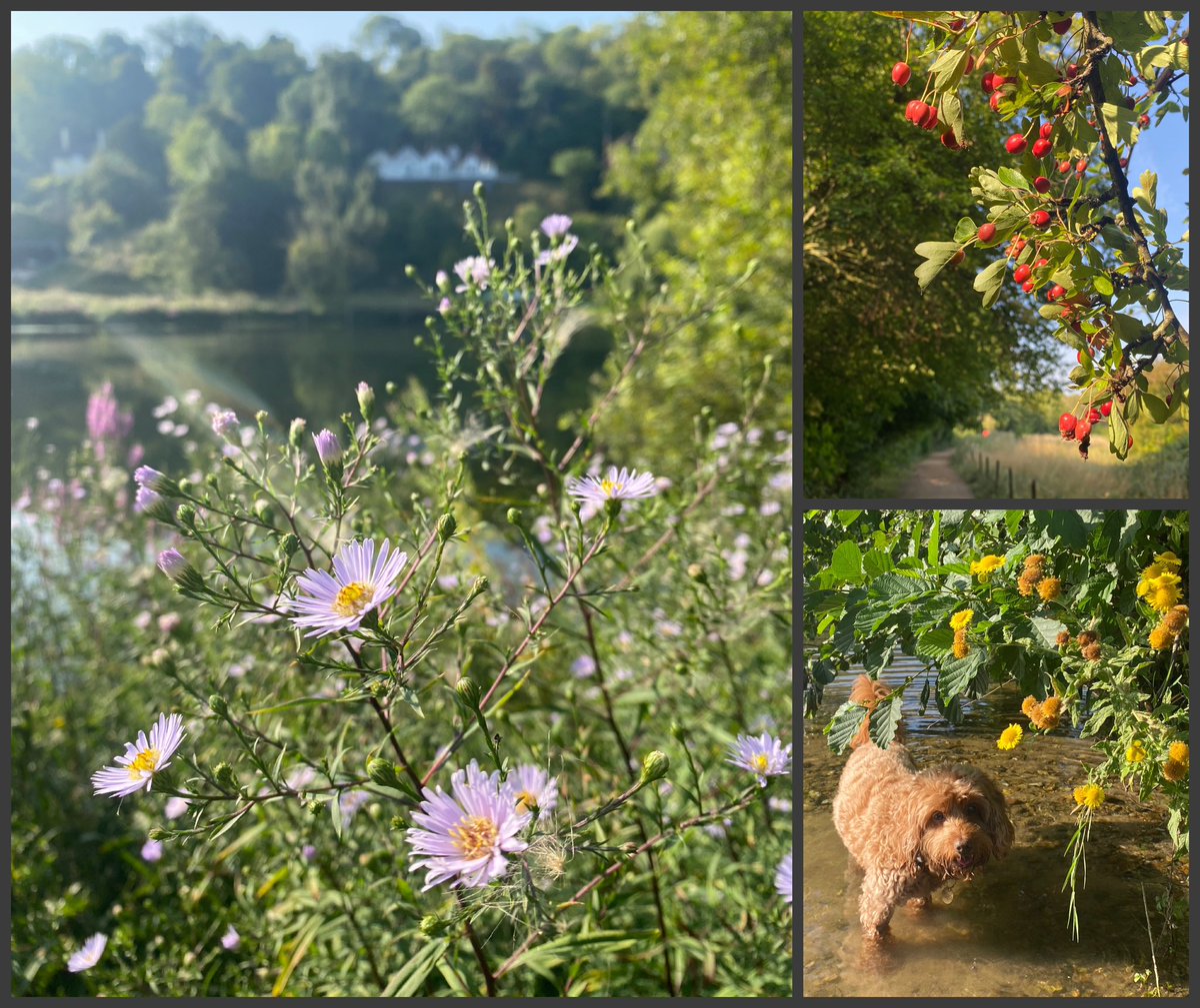 suzirowcliffe's tweet photo. A dreamy summer morning on the @ThamesPathNT between Marlow &amp; Bourne End… Sun beams on sapphire aster, fleabane shining yellow, hawthorn berries ripening and one happy dog paddling ✨ #wildflowerhour #daisyfamily https://t.co/tXJldbdvFz