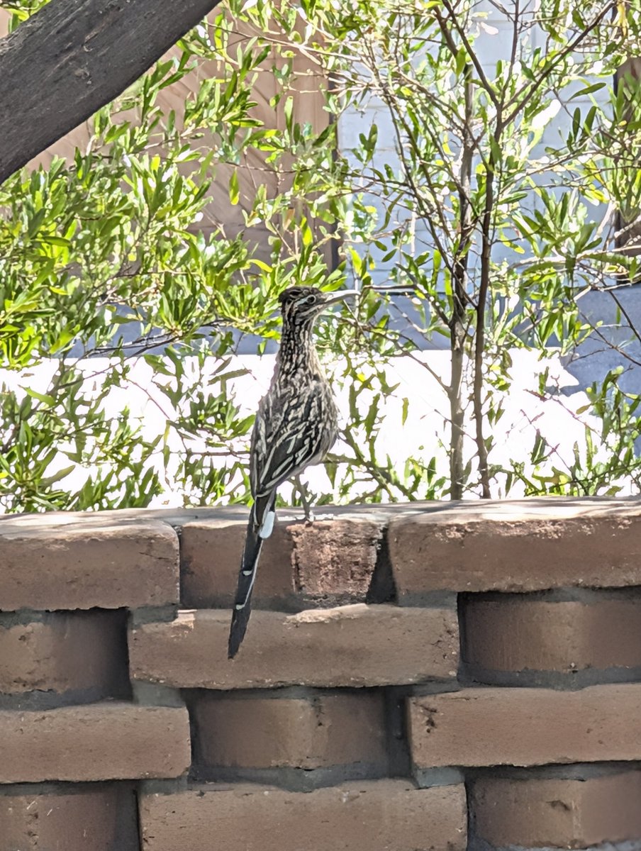 HillaryHutton's tweet image. I have the cutest roadrunner hanging out in my front yard. 

#Phoenix
#CamelbackMountain