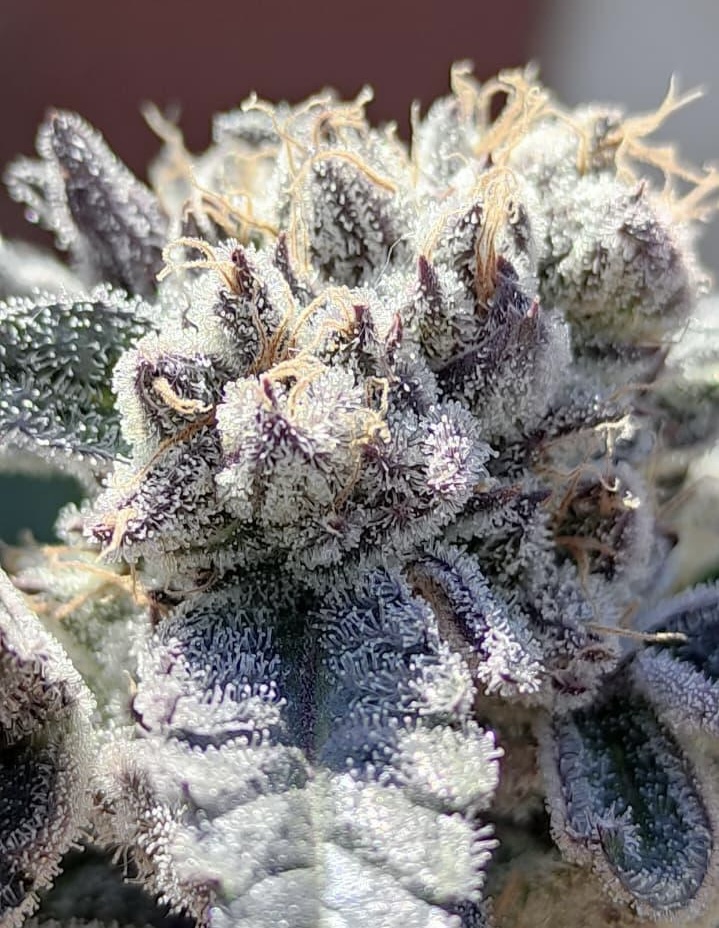 TEST- FAST VERSION 'A': One week left to go &amp; covered in frost.
GrowerBaal <a href="/grow_diaries/">grow.diaries</a> 

#CannabisCommunity #cannabisculture #FrostyNugs #BudPorn #420Life #GrowYourOwn #growweed #cannabisgrower