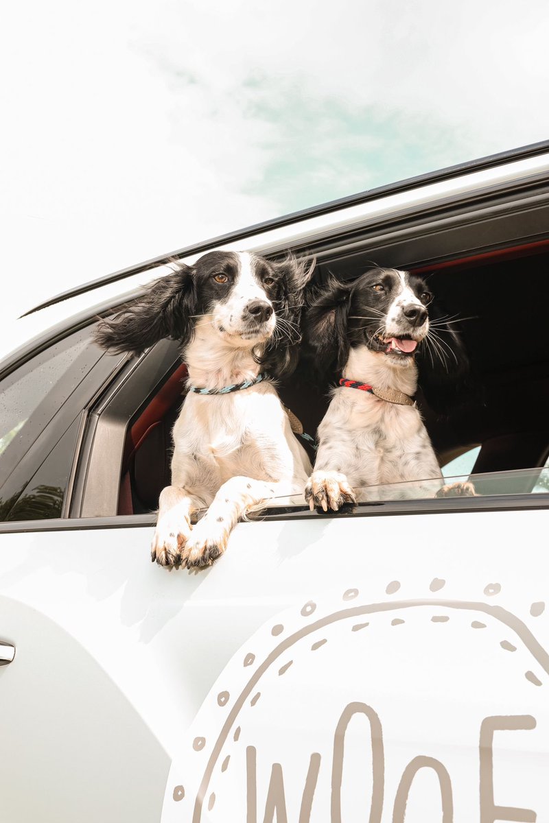 Mr_Manbat's tweet photo. @theintercoolerx @EdwardsFriend But following the Bentley lead … they are also happy to hang out in a Bentayga. https://t.co/qDg6caPzcr