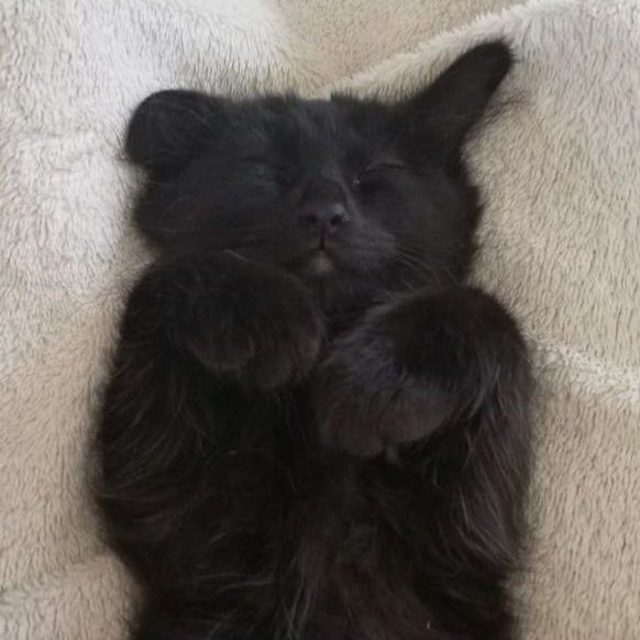 To celebrate this day put under this tweet the best pictures of your beautiful black cats 😸🖤