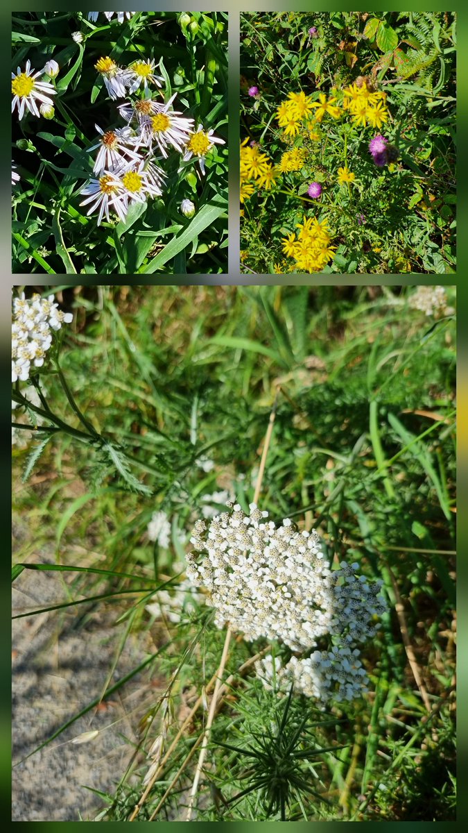 Sheila Gregory (@sheilag17662835) on Twitter photo #wildflowerhour here are some #Daisyflower pictures from north #Cumbria, mostly from my daily dog walk. The 3rd is from port Carlisle #nature is everywhere <a href="/wildflower_hour/">wildflowerhour</a> <a href="/BSBIbotany/">BSBI: Botanical Society of Britain & Ireland</a> #wildflowerhour here are some #Daisyflower pictures from north #Cumbria, mostly from my daily dog walk. The 3rd is from port Carlisle #nature is everywhere <a href="/wildflower_hour/">wildflowerhour</a> <a href="/BSBIbotany/">BSBI: Botanical Society of Britain & Ireland</a>