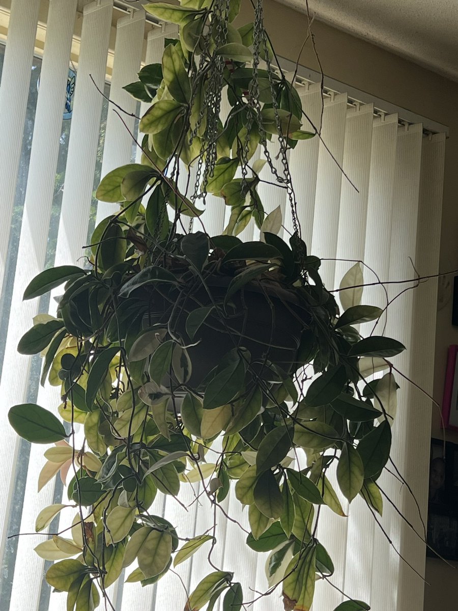 cath1458's tweet photo. @DShulman_ESPN this is a Hoya 😂😂 https://t.co/ZhdQg4cttG