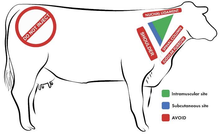 For education purpose.
Injection sites in Cow 💉