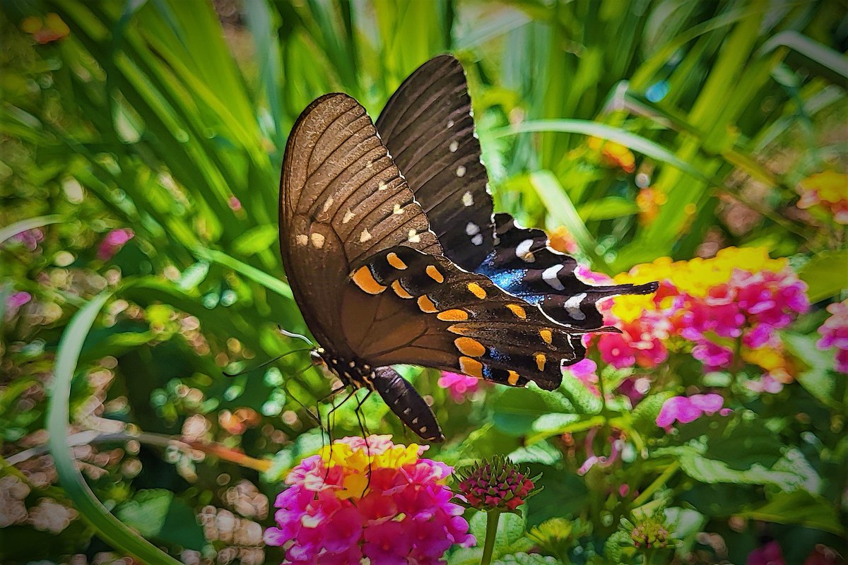 So blessed to be surrounded by angels circling me and dancing around in the heaven I created for them at Ozarks Church of Nature and Magical Food Forest! 
1 of 2