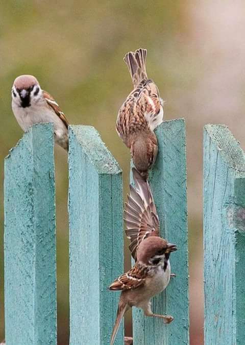 #سكليف(#إجازةمرضية-#عذرطبي) معتمدة من منصة صحتي 🖥️تقبل لجميع الموظفين👨🏻‍💼👨🏻‍💻 و الموظفات👩🏻‍💼👩🏻‍💻 في جميع القطاعات 💼 (#حكومية👮🏻‍♂️ -#خاصة👩🏻‍🏫 -#عسكرية💂🏻‍♂️)✅✅✅
 تقبل لجميع(#الطلاب👨🏻‍🎓-#والطالبات👩🏻‍🎓)
للتواصل والاستفسار.  wa.me/+966544963453

((الثقة أساس التعامل))