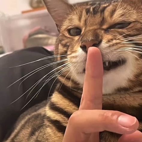 Tag everyone clueless about how $catty was fat-fingered into existence