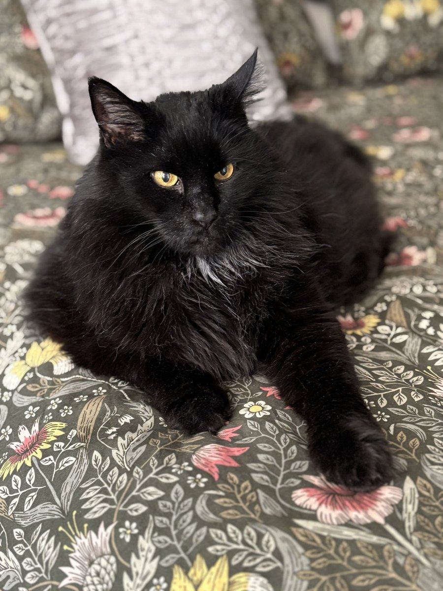 #blackcatappreciation day today. Here is Sigmund the cat. #CatsOfTwitter #BlackCat #Catnoir #lechat #catstagram #catpic