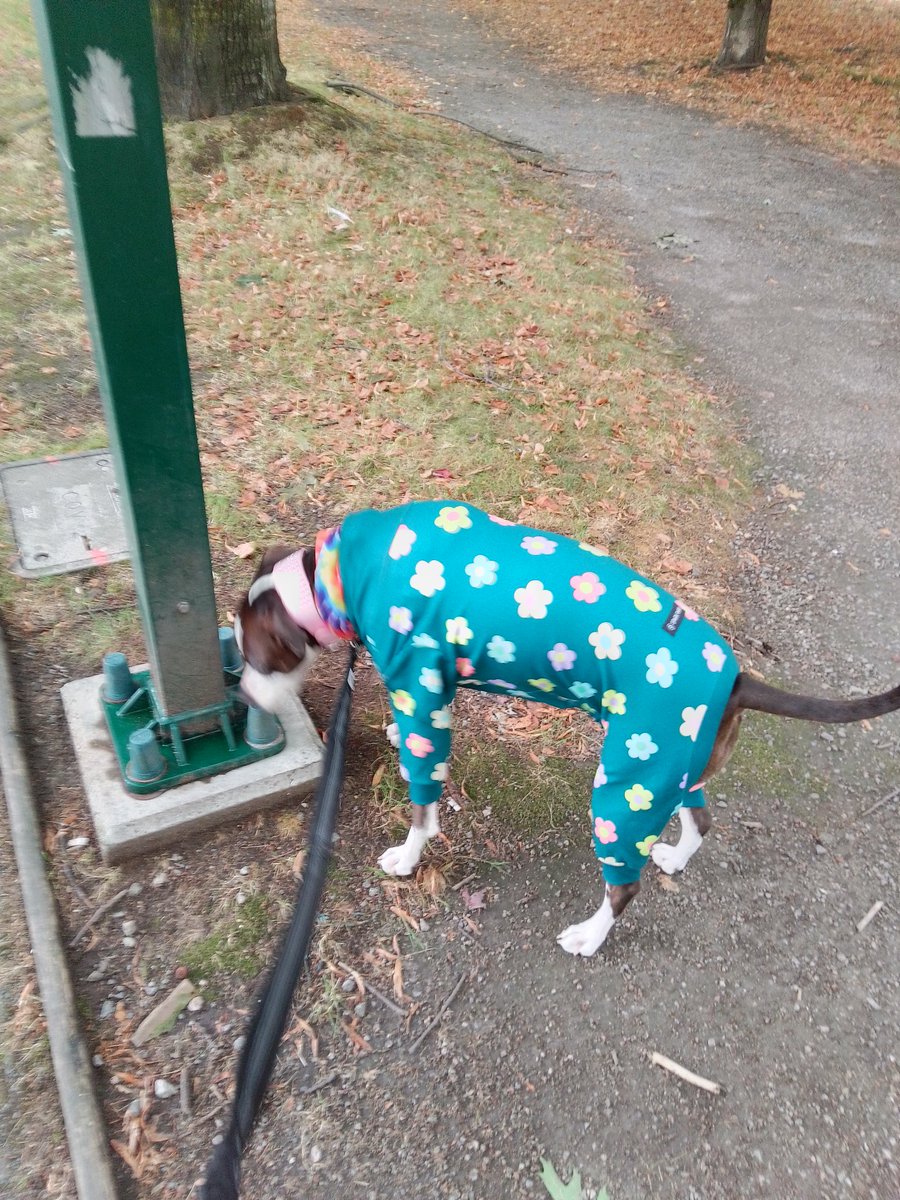 LebrockTony's tweet photo. Only Riley Knows 13๐๐พ๐
#dogsontwitter #dogstory #dogsdaysofsummer #staffys #dogs365 #staffiesunday #petwalk #pittiemomlife #pet
#MorningShowMysteries #morningroutine #happydog
#MadamRiley #dogljammies https://t.co/MilDkspDYi