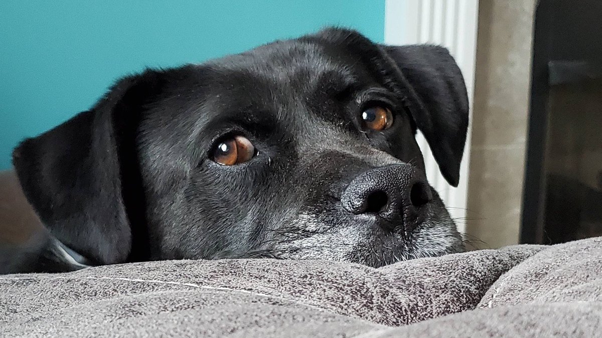 doctr_oof's tweet image. rest easy big guy 💔