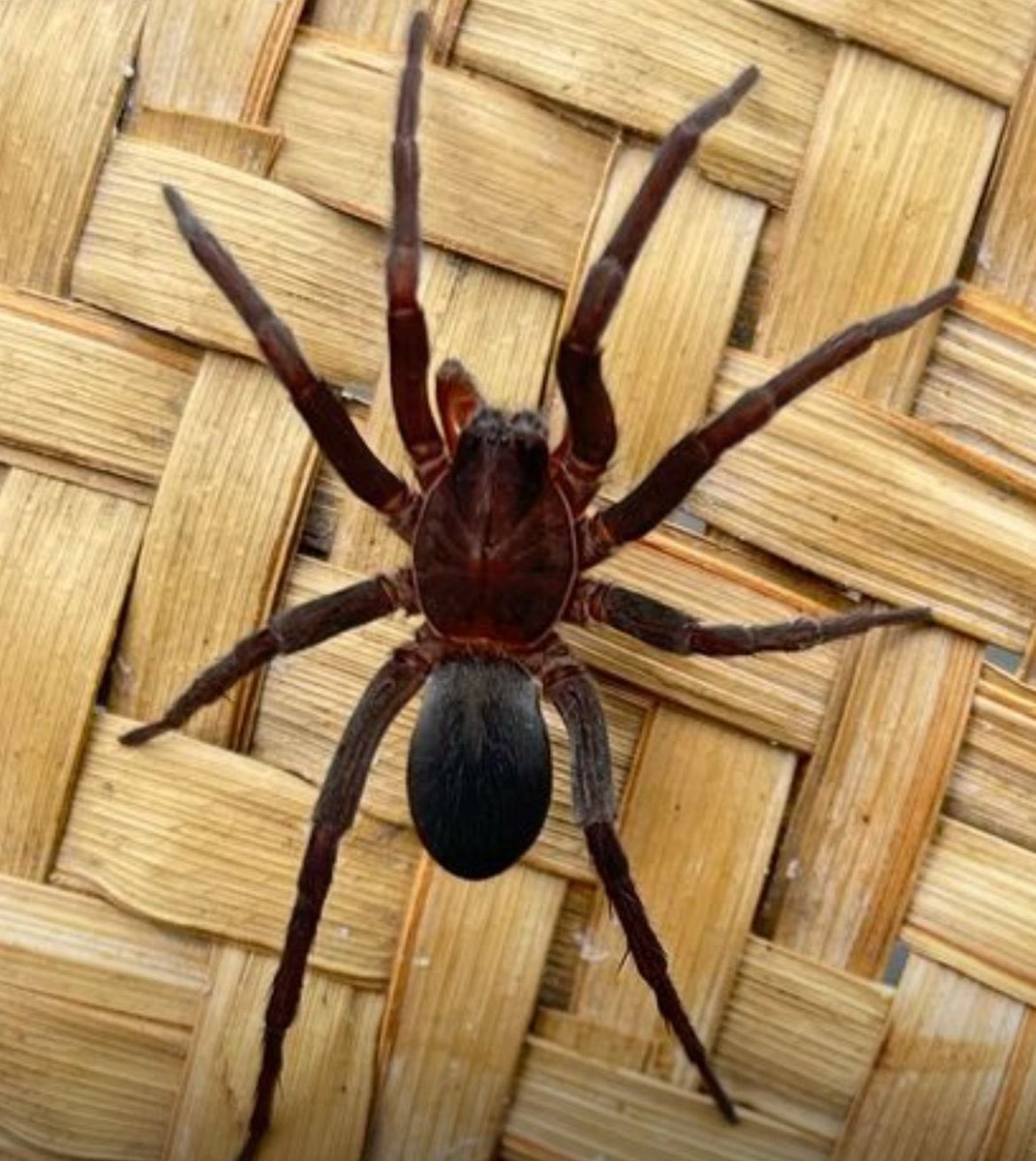 JaySKoch's tweet photo. @Arachno_Cosas hola! En la colonia del valle en la CDMX me he encontrado a estos dos arácnidos, me podrías ayudar a identificar y saber si son de cuidado. Muchas gracias https://t.co/bpQpja55Pg
