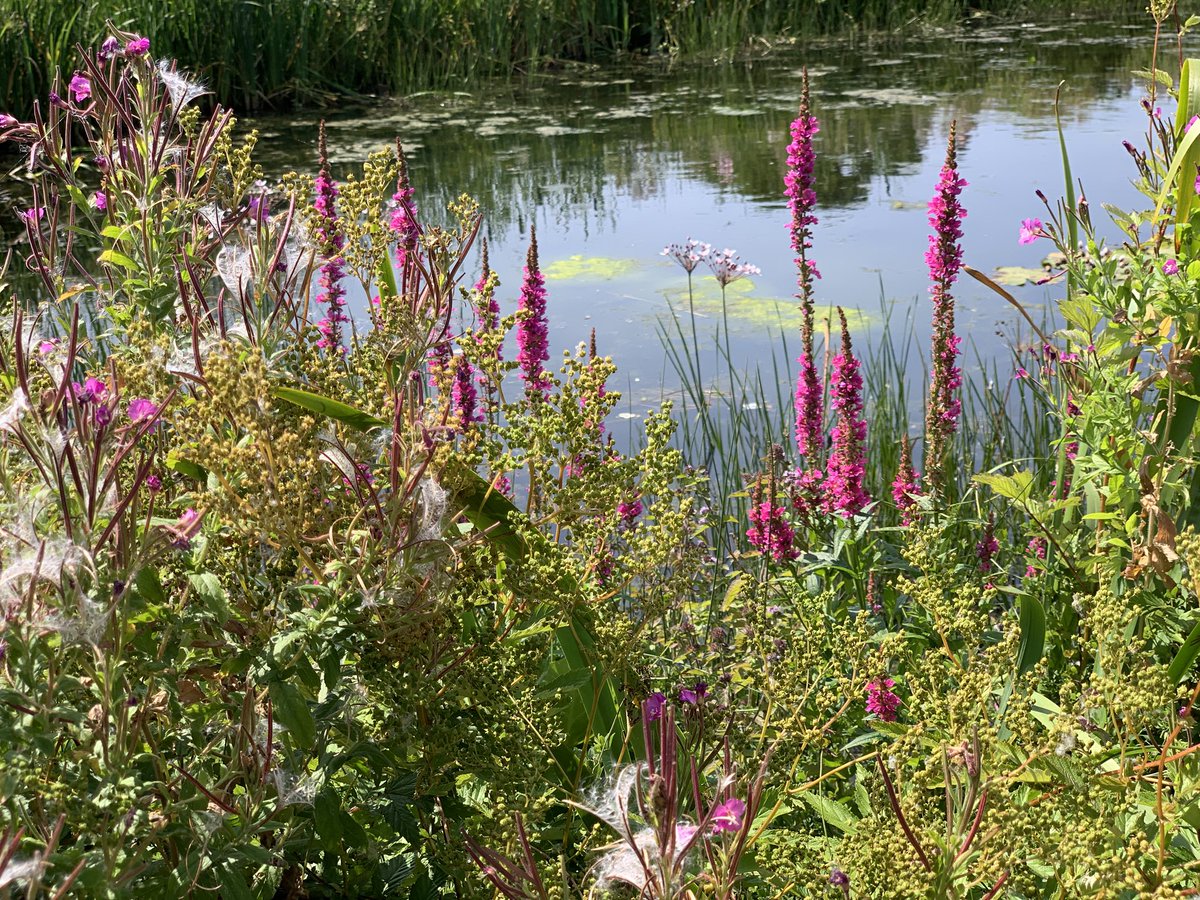 A floral display fringing the pond at Gloucester Services Southbound. Great Willowherb, Purple Loosestrife, Flowering-rush and the twirly-fruits of Meadowsweet. Overhead swallows and dragonflies locked in aerial combat.
 #wildflowerhour #M5botany
<a href="/BSBIbotany/">BSBI: Botanical Society of Britain & Ireland</a> <a href="/wildflower_hour/">wildflowerhour</a>