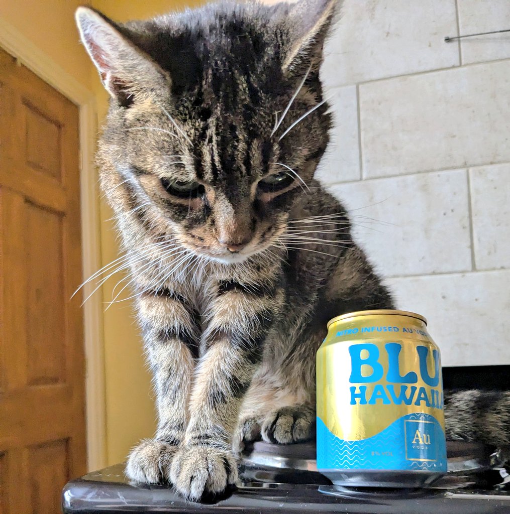 #Hedgewatch Going to have a blue Hawaii &amp; chill with Mumquat &amp; look at Florida things she can buy me 🐾🤘💜