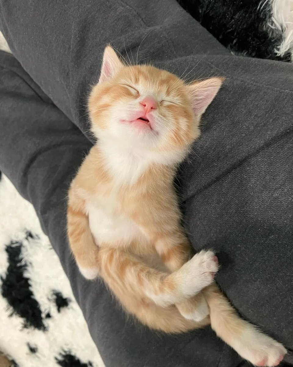 c2 seviye kedi bağımlılığı