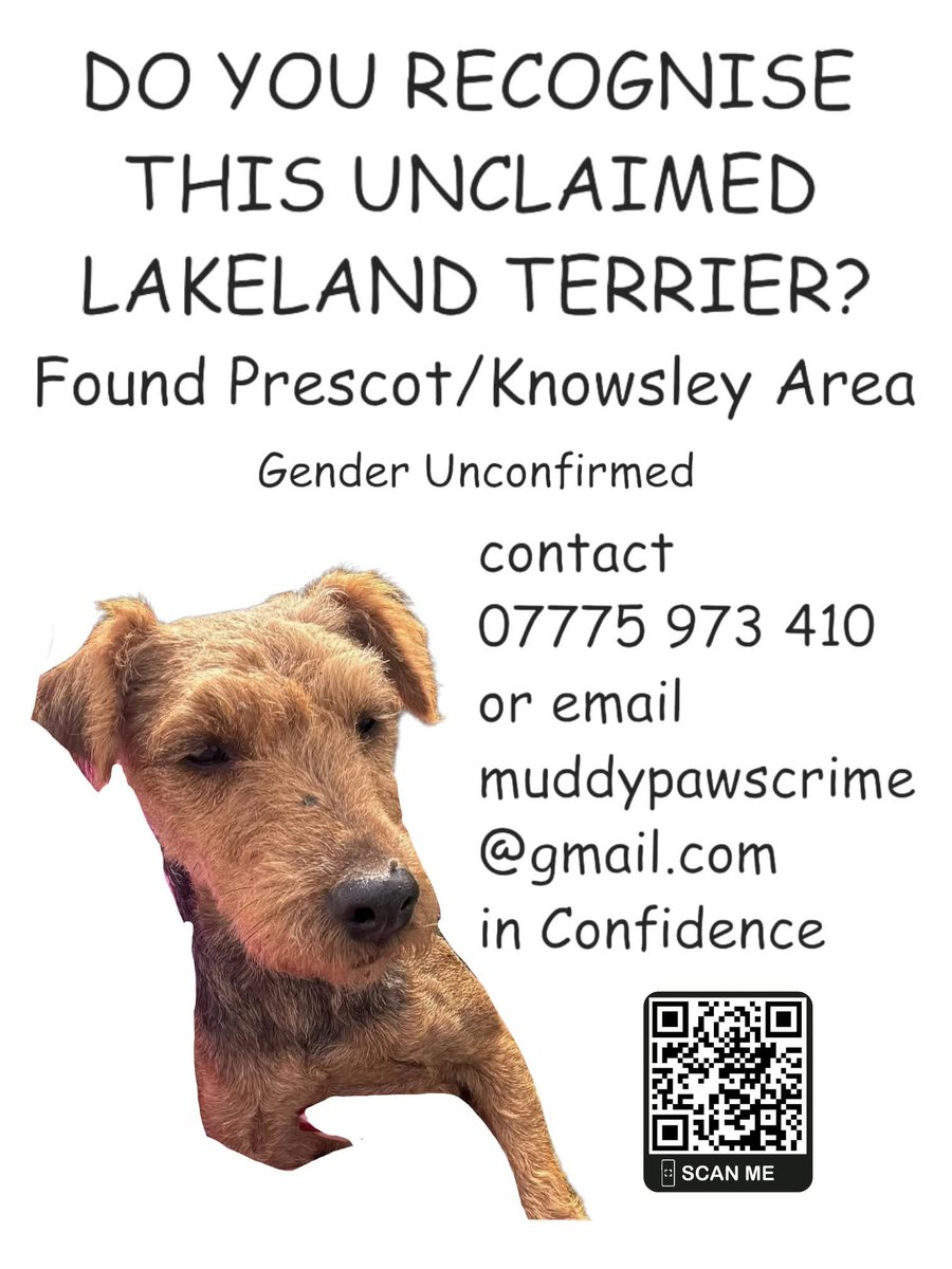 Do You Recognise this #Lakie Terrier please   ⁉️   Reportedly a Female but not confirmed..
She could be Missing from any area &amp; her family unaware she's been found. Greensbridge (lane ?) area (Halewood - Knowsley Council area)