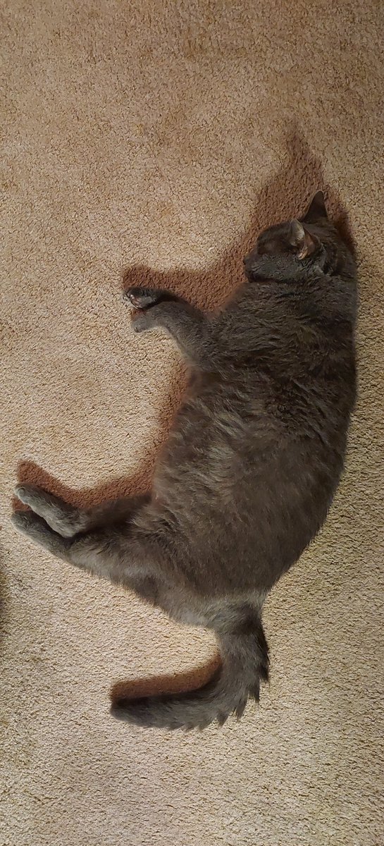 Da Bruizzerz (@blutospin) on Twitter photo Hiyaa. Tiz me, mizter Grady, one half ov da bruizzer krew. Haff a gweat day! #cat #pet <a href="/TeddyTedaloo/">Teddy Tedaloo</a> <a href="/irisesther54/">Iris Esther Lรณpez RIP Pixie ๐</a> <a href="/TeddysFamiwy/">The Teddy #BeMoreToddy</a> <a href="/3coolkatz/">KAL #RIP Pixie ๐</a> <a href="/Roxy52fun/">Angel Whisky- RIP Jesse pug sausage RIP Millie</a> <a href="/MillieOTLFP/">Millie๐พ๐D๐#oneforallandallformillie ๐พ๐</a> <a href="/belbaer/">Gregory Thetmeyer</a> <a href="/BengalPandora/">Pandora the Warrior #ZSHQ</a> <a href="/mhmelbourne/">Penny, Sam #RIPMrTibbs/Minnie๐ ๐ฟ๐๐ฏ๏ธ</a> <a href="/MoetBlindCat/">Moet the Blind Cat</a> <a href="/MuddlesDog/">Miss Muddles ๐ถ๐๐๐ #ZSHQ General</a> <a href="/timhoyt14/">Bingo at the Fair</a> <a href="/RhondaHendee/">Gizmo ๐บ๐ธ Rhonda #ZSHQ</a> <a href="/Obe_QT_Luke/">๐Obe๐น ๐QT๐น HANBOOP!๐๐น๐พ</a> Hiyaa. Tiz me, mizter Grady, one half ov da bruizzer krew. Haff a gweat day! #cat #pet <a href="/TeddyTedaloo/">Teddy Tedaloo</a> <a href="/irisesther54/">Iris Esther Lรณpez RIP Pixie ๐</a> <a href="/TeddysFamiwy/">The Teddy #BeMoreToddy</a> <a href="/3coolkatz/">KAL #RIP Pixie ๐</a> <a href="/Roxy52fun/">Angel Whisky- RIP Jesse pug sausage RIP Millie</a> <a href="/MillieOTLFP/">Millie๐พ๐D๐#oneforallandallformillie ๐พ๐</a> <a href="/belbaer/">Gregory Thetmeyer</a> <a href="/BengalPandora/">Pandora the Warrior #ZSHQ</a> <a href="/mhmelbourne/">Penny, Sam #RIPMrTibbs/Minnie๐ ๐ฟ๐๐ฏ๏ธ</a> <a href="/MoetBlindCat/">Moet the Blind Cat</a> <a href="/MuddlesDog/">Miss Muddles ๐ถ๐๐๐ #ZSHQ General</a> <a href="/timhoyt14/">Bingo at the Fair</a> <a href="/RhondaHendee/">Gizmo ๐บ๐ธ Rhonda #ZSHQ</a> <a href="/Obe_QT_Luke/">๐Obe๐น ๐QT๐น HANBOOP!๐๐น๐พ</a>