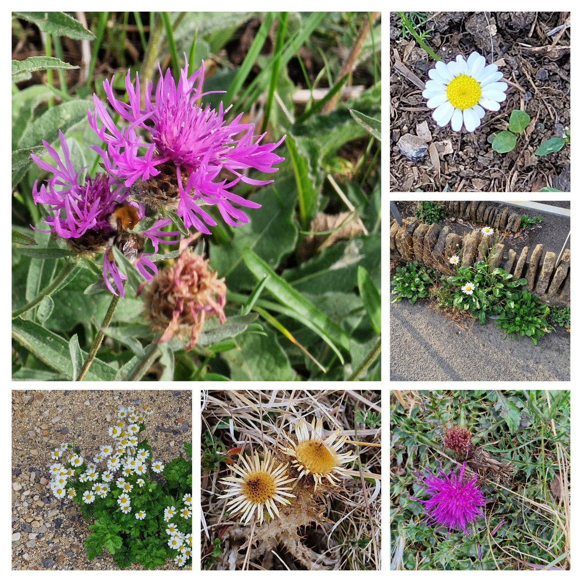 StroudStory's tweet photo. A selection of #daisyfamily I've seen around #Stroud in the last week for #Wildflowerhour - knapweed, lawn daisy (not in a lawn!), ox-eye daisy, dwarf thistle, carline thistle (doing really well on dry #Rodborough this year) & feverfew. https://t.co/kyuUr232cK