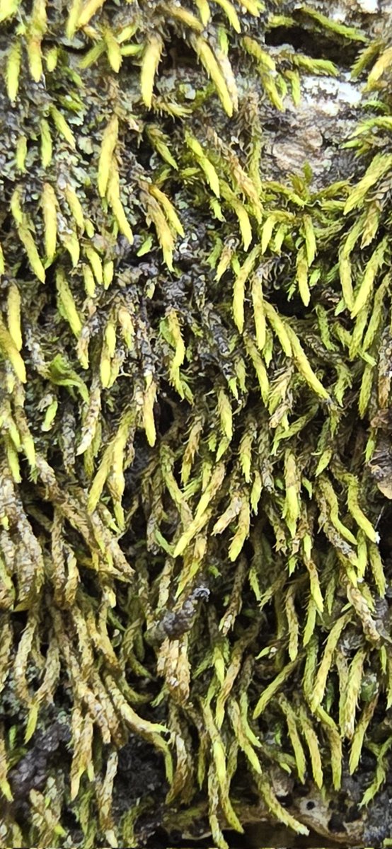 Jamie warren tweet media