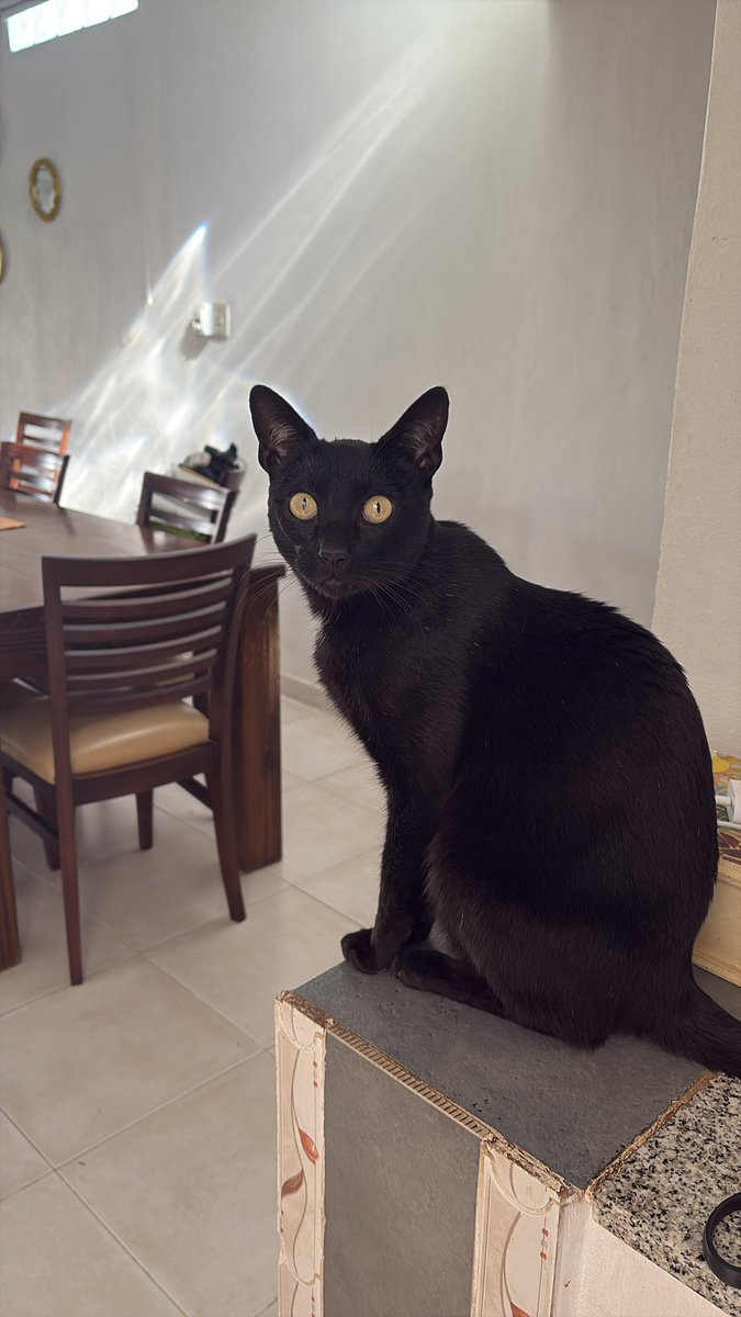 migatodinamita's tweet photo. En el Antiguo Egipto, los gatos negros como Phantom,  eran vistos como protectores ligados a Bastet.
 Él es el protector de @msolfs 🐾 https://t.co/bdwjTLG8Aj