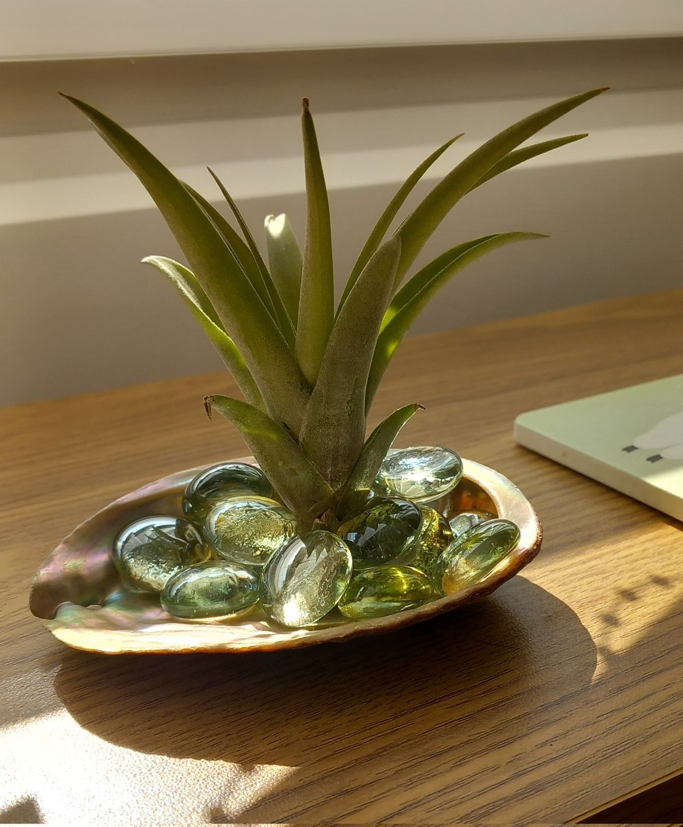 DeeChamberlain9's tweet photo. New Tillandsia plants 🪴 😍 https://t.co/cLROIovlTf