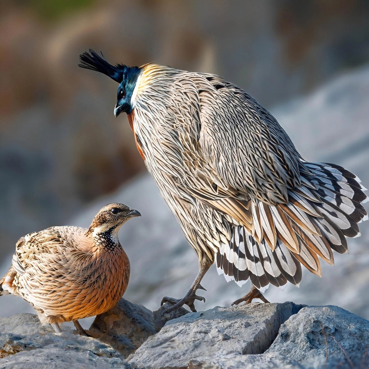 BirdsChina's tweet photo. Guess what this bird is called! 🐦
#Birds #Nature
#birdwatching #birdbrilliance #birdphotography #birdlife #birdcaptures #birding #birdphoto #birdlovers #naturephotography https://t.co/B642vL4P8V