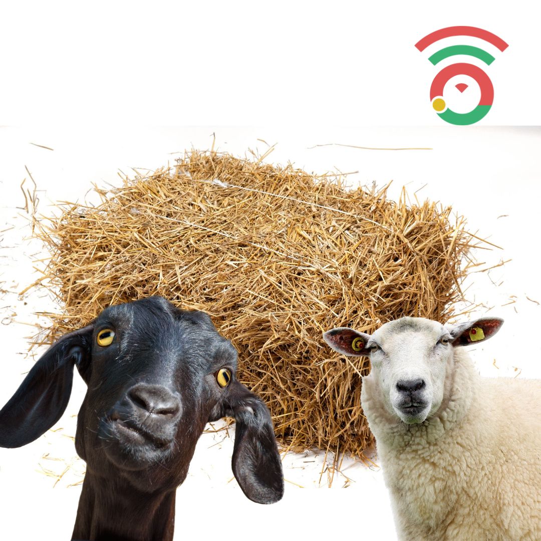 Se tens, ou conheces quem tenha, pasto para cabras e/ou ovelhas, podes ajudar quem perdeu tudo na zona de Arganil. Contacta-nos via maiscabrasnosmontes@vost.pt