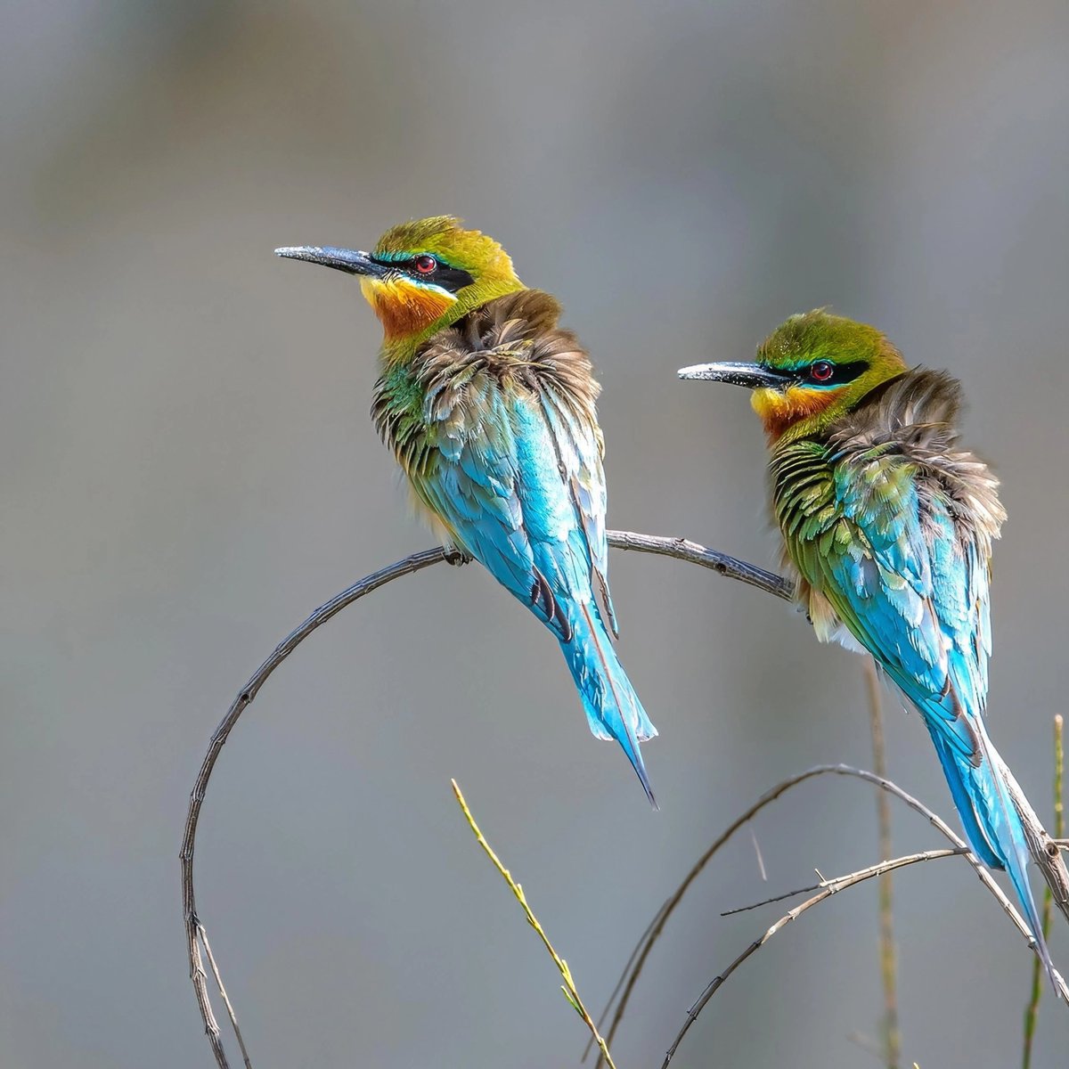 BirdsChina's tweet photo. Guess what this bird is called! 🐦
#Birds #Nature
#birdwatching #birdbrilliance #birdphotography #birdlife #birdcaptures #birding #birdphoto #birdlovers #naturephotography https://t.co/ndYOLb4p9g