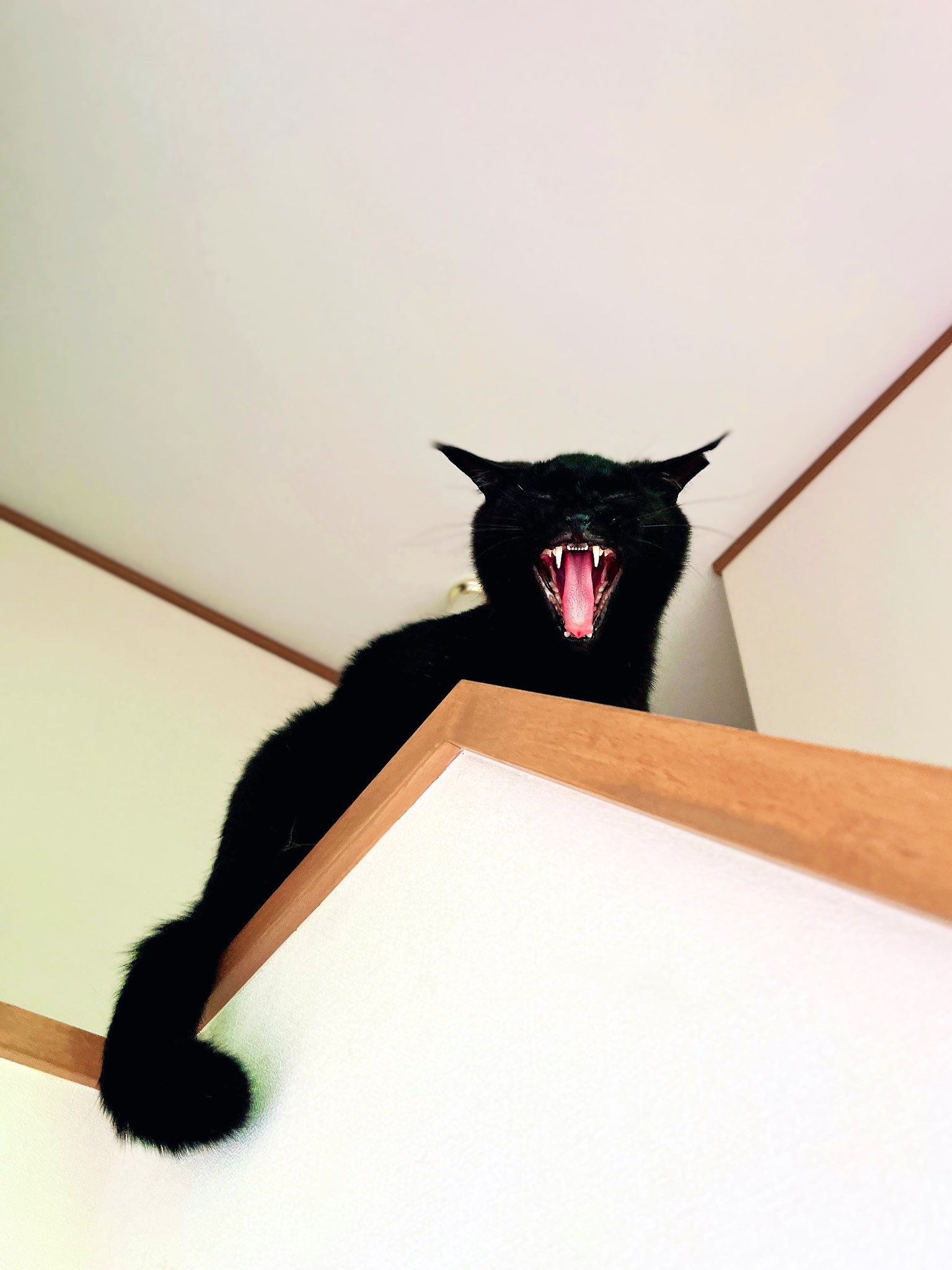 黒猫ページ MDS BtoB |#表現社 レターセット 黒猫ROBIN20407 黒ねこ意匠 20
