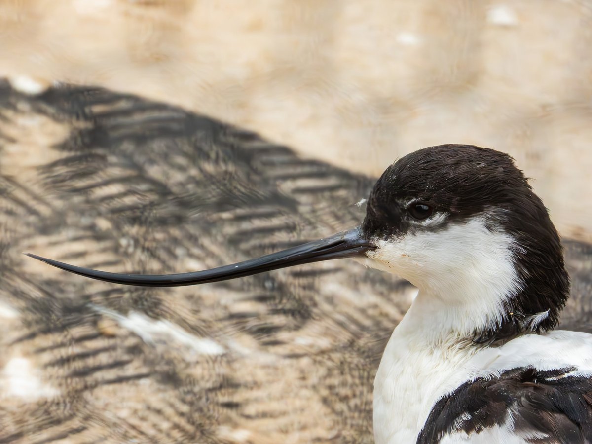 Look at the long, black, upturned bill of an Avocet.
A beautiful bird which you can see in the first aviary as you enter Paradise Park.
Photograph by Josh Ryan Murray