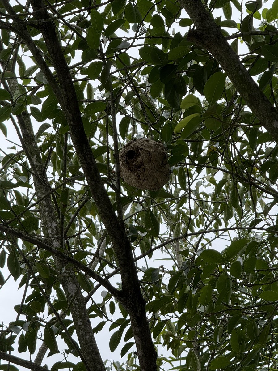 在深圳每一天可都是危机四伏啊！居然能在深圳湾公园主干道上见到篮球大的马蜂窝！