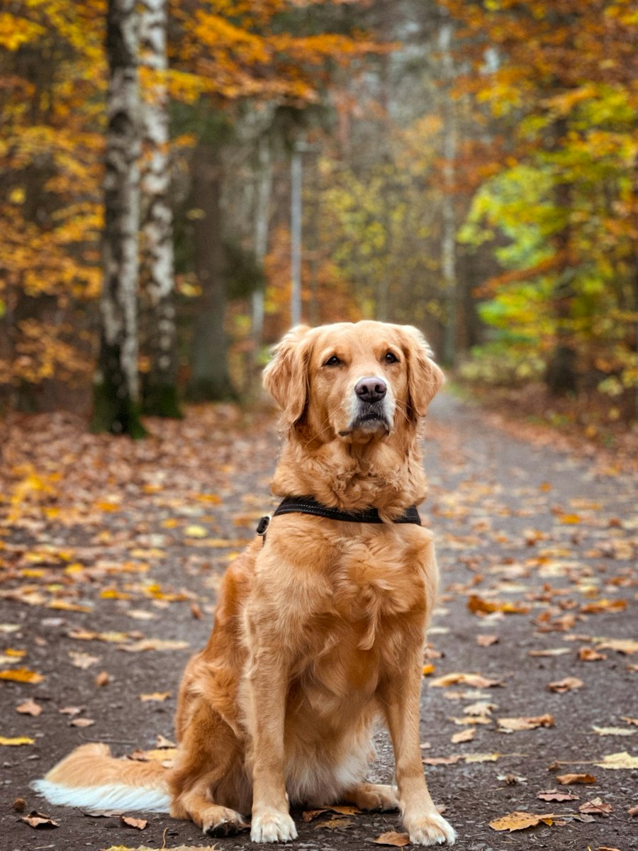 DogsNonstop's tweet image. 