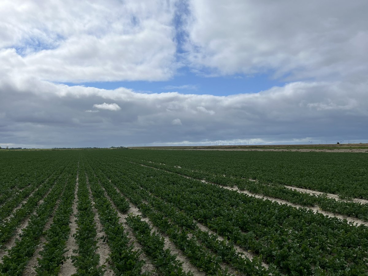 Rondje op de #akker. Het gezaaide gras komt aardig op ondanks de droogte. De aardappels zijn in afwachting van een 30-40mm voor ze gerooid kunnen worden. #teelt25 #harvest25