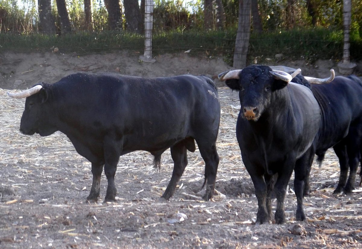 DOMINGO DE TOROS
Ya estamos solo a 8 días de nuestro compromiso en "La Taurina" de Huamantla. Los toros están muy bien en estos sus últimos días en casa. QDRS