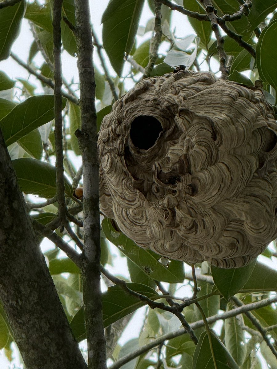 室友说这是一次性斐济北