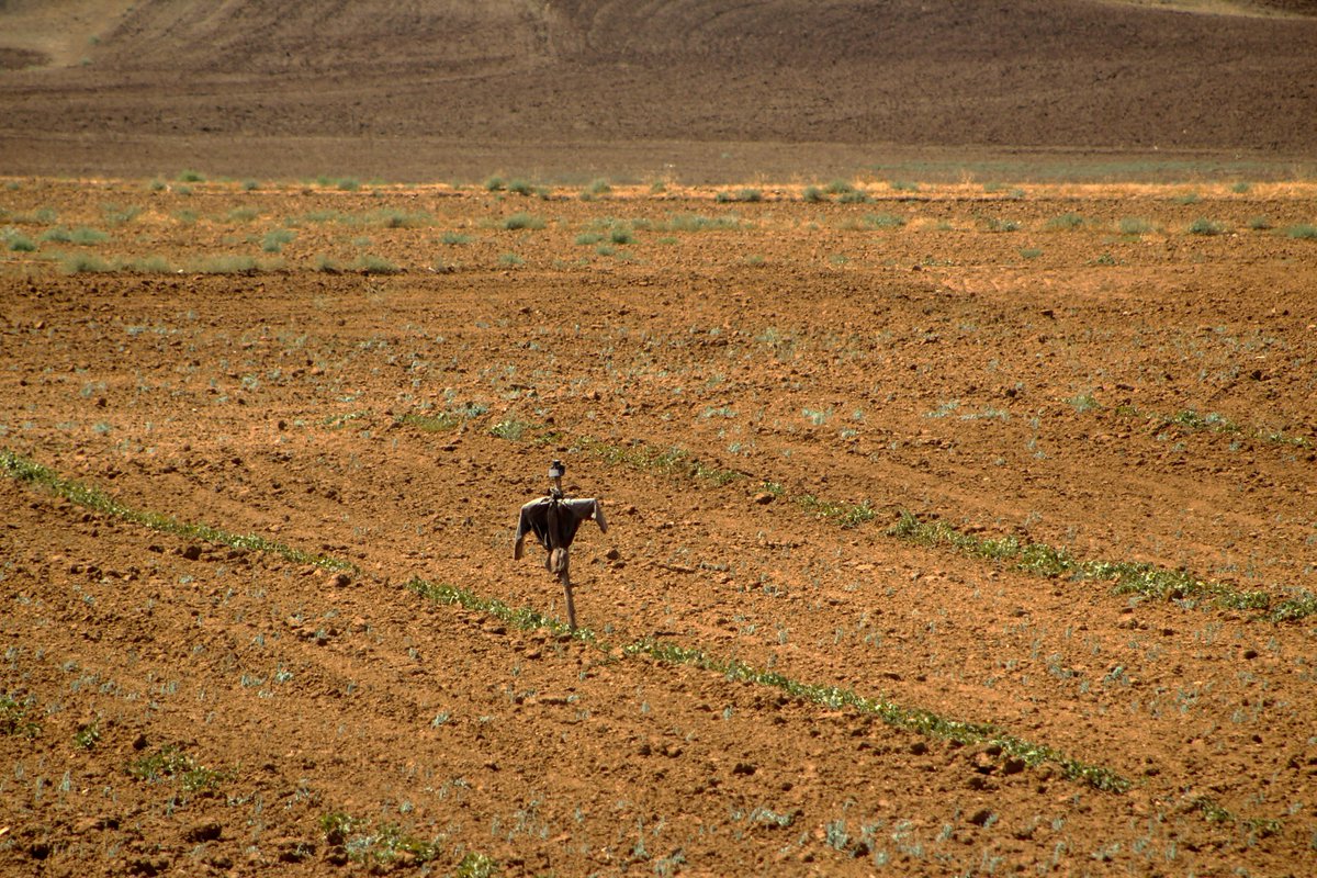 Korkutuyormuş. Bir bozkırda aralıksız korkutma mesaisinde.