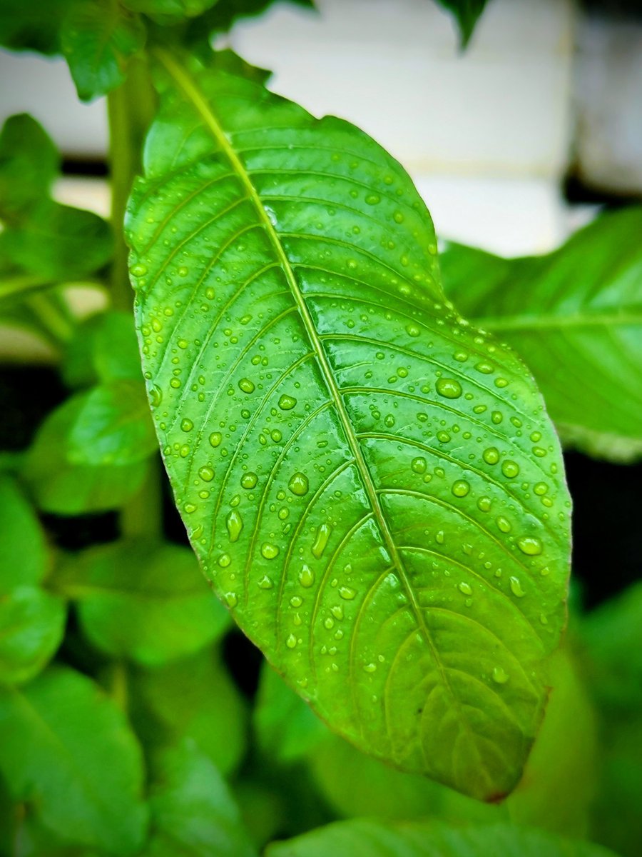 vignesh_cinema's tweet photo. When you're green, you're growing 🌿 

#photography #mobilephotography #ᴘʜᴏɴᴇᴘʜᴏᴛᴏɢʀᴀᴘʜʏ #click #photooftheday #phoneclick #clickoftheday #instagramclick #lens #camera #instaphotographer #focus #focusshift #green #greenery #plants #trending #today https://t.co/4nGk475jsS