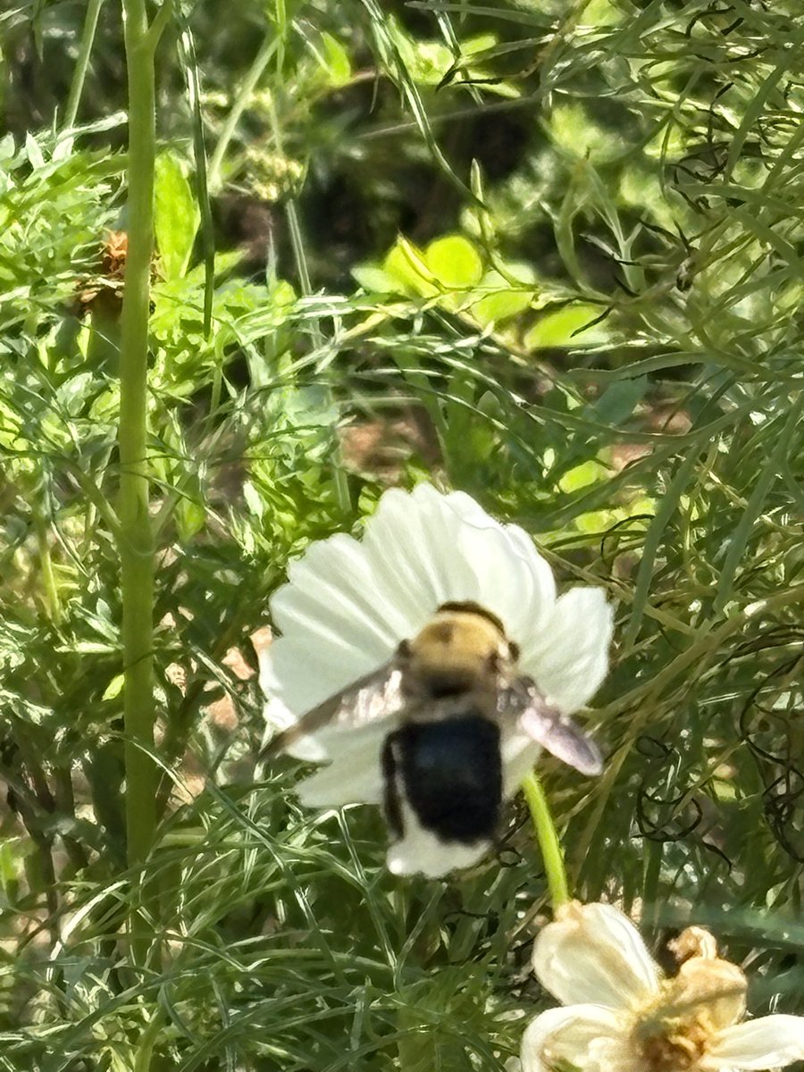 I had a helper this morning as I weeded our wildflower area.